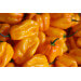 Sauce Martin Tonnerre force 8/12 piment Habanero jaune 100g