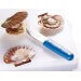 Couteau à coquilles St Jacques lame large 11cm inox, manche bleu