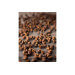 Coffret de 4 sachets fraicheur 10g poivre sauvage Timut du Népal Peugeot